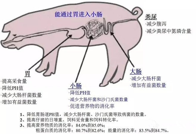 酸化劑對(duì)仔豬腸道健康的影響